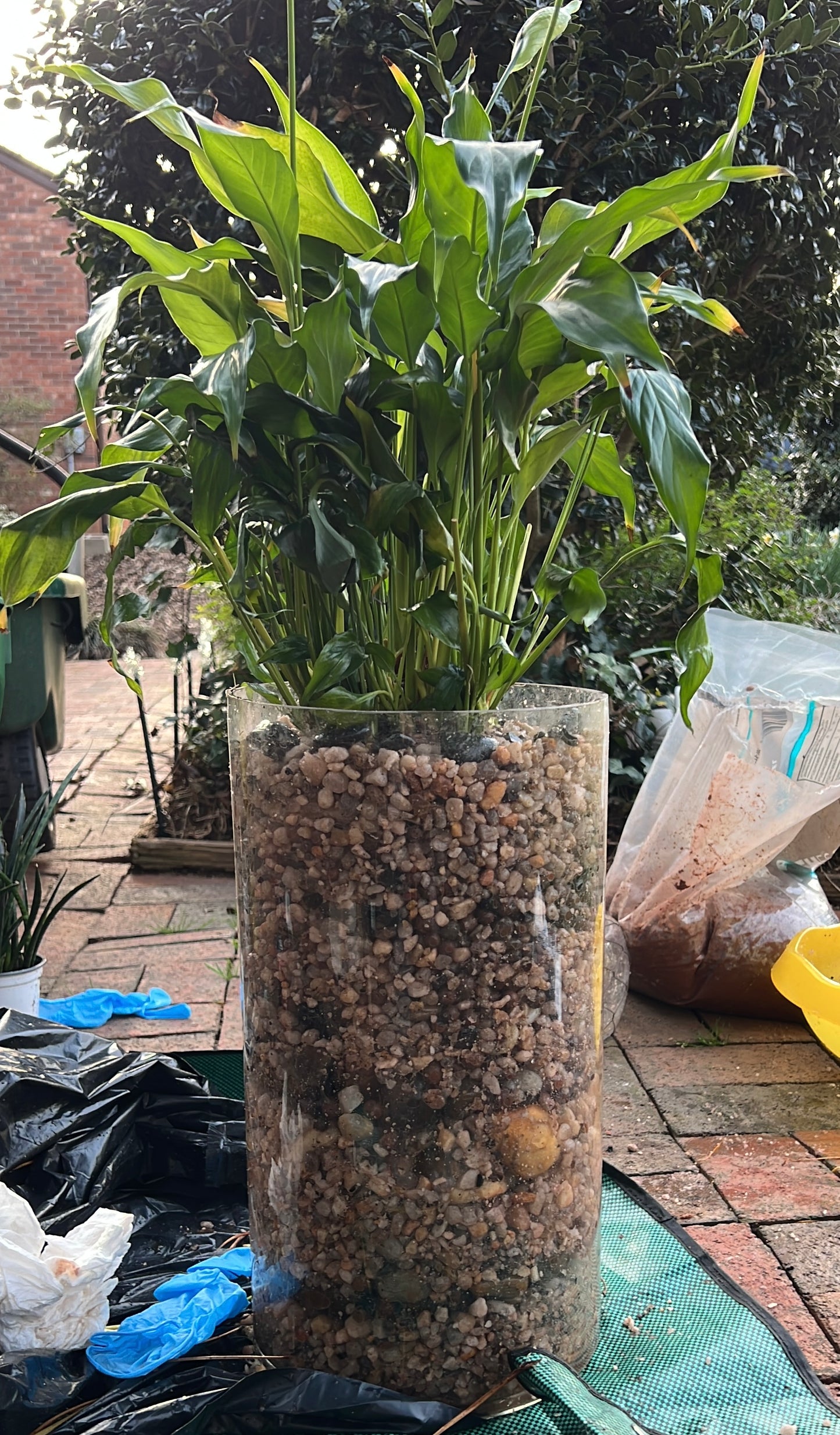 In-home Plant Re-Potting Consultation (Local)