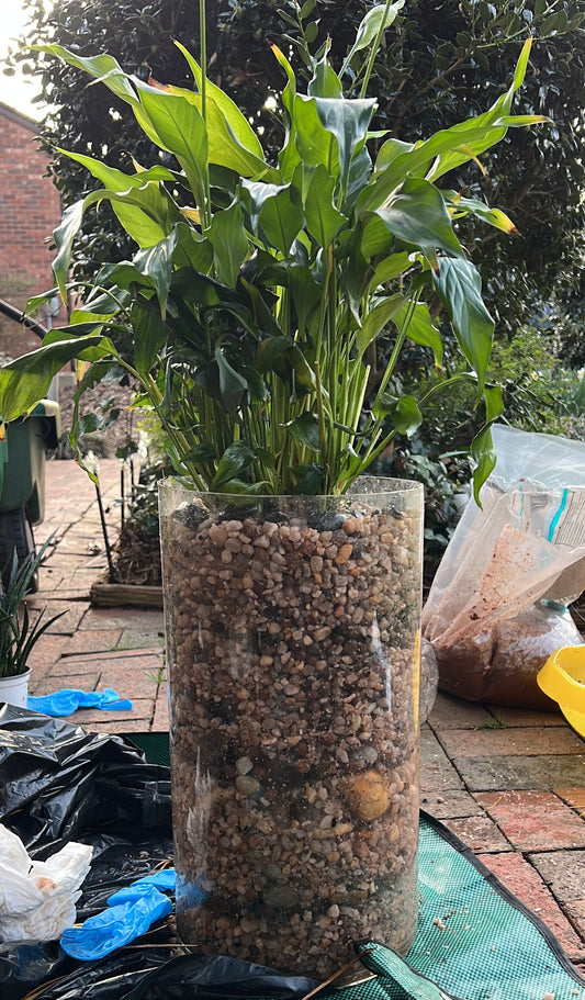 In-home Plant Re-Potting Consultation (Local)